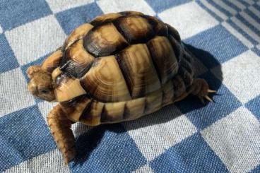 Sumpfschildkröten kaufen und verkaufen Foto: Testudo Kleinmanni captive bread