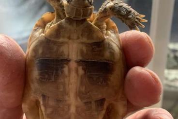 Landschildkröten kaufen und verkaufen Foto: Testudo Kleinmanni CB 2021