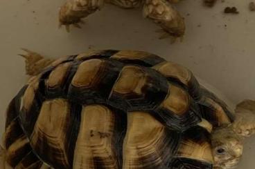 Landschildkröten kaufen und verkaufen Photo: Testudo kleinmanni cb from 2022