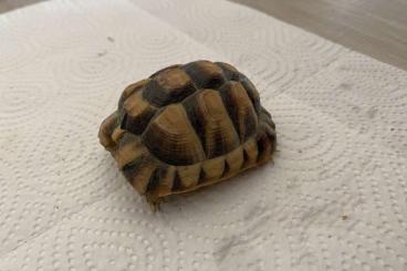 Landschildkröten kaufen und verkaufen Photo: Testudo kleinmanni cb from 2025 Landschildkröten kaufen und verkaufen Photo: Testudo kleinmanni cb from 2025