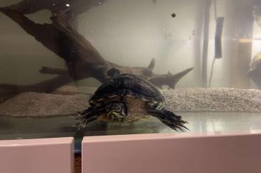 Turtles and Tortoises kaufen und verkaufen Photo: Schildkröte mit Aquarium und Zubehör abzugeben 