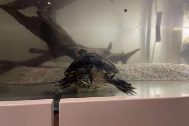 Schildkröten  kaufen und verkaufen Foto: Wasserschildkröte in liebevolle Hände abzugeben 