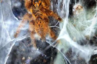 Vogelspinnen kaufen und verkaufen Foto: P. murinus, N. chromatus und phormingochilus sp. rufus 