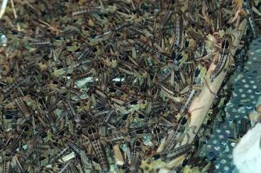 Futtertiere kaufen und verkaufen Foto: Wanderheuschrecken klein- adult