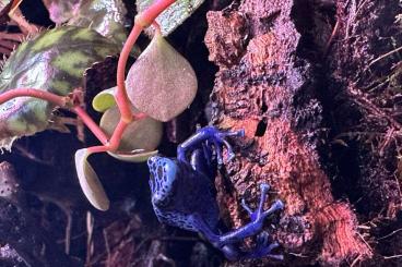 Pfeilgiftfrösche kaufen und verkaufen Foto: Suche Dendrobates Azureus