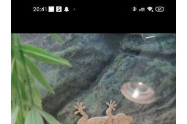 Bartagamen kaufen und verkaufen Foto: Bartagame + 2 Geckos und Terrarium 