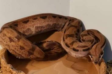 Boas kaufen und verkaufen Photo:  Hypo Motley Blood 66% het. Albino 0.1