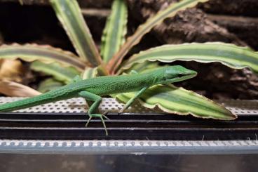 other lizards kaufen und verkaufen Photo: 1.0 Takydromus Dorsalis Langschwanzeidechse