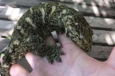 Geckos kaufen und verkaufen Foto: 0.1 leachianus gt koghis 190grs