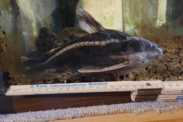ornamental fish kaufen und verkaufen Photo: Liniemdornwels zu verschenken