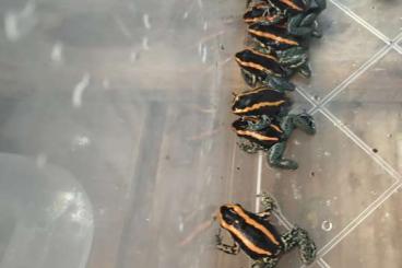 Poison dart frogs kaufen und verkaufen Photo: Biete schon größere Phyllobaten Vittatus Poison dart frogs kaufen und verkaufen Photo: Biete schon größere Phyllobaten Vittatus