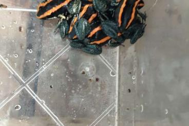 Poison dart frogs kaufen und verkaufen Photo: Für Rüsselsheim Juni 2025 Poison dart frogs kaufen und verkaufen Photo: Für Rüsselsheim Juni 2025