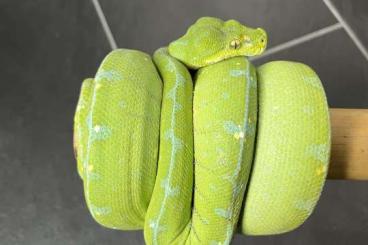 Snakes kaufen und verkaufen Photo: Morelia Viridis Lereh 0.1