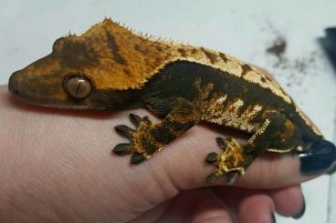 Geckos kaufen und verkaufen Photo: 1.0 Correlophus ciliatus for Hamm, tricolor harlequin