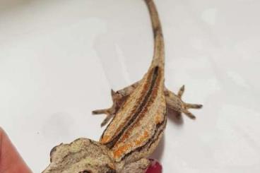 Geckos kaufen und verkaufen Foto: Gargoyle geckos for Hamm 