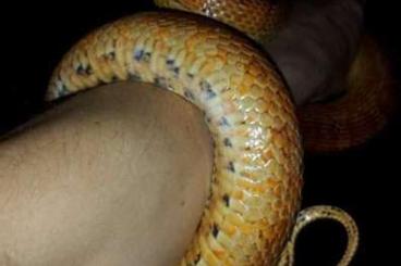 Schlangen kaufen und verkaufen Foto: Kornnatter weiblich von privat abzugeben 