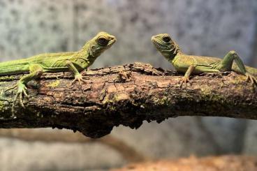 Agamen kaufen und verkaufen Foto: Wasseragamen Jungtiere 1 Jahr 