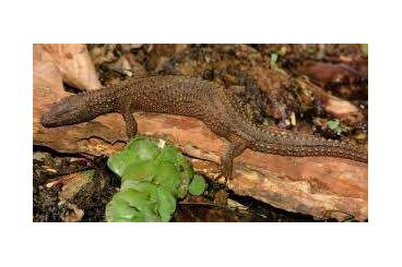 other lizards kaufen und verkaufen Photo: Looking Lanthanotus borneensis