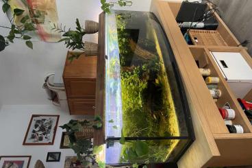 Aquarien kaufen und verkaufen Foto: Aquarium mit Panoramascheibe + Unterschrank Aquarien kaufen und verkaufen Foto: Aquarium mit Panoramascheibe + Unterschrank