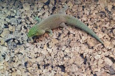 Geckos kaufen und verkaufen Photo: phelsuma standingi for Hamm