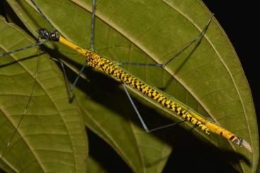 Insects kaufen und verkaufen Photo: Orthonecroscia                