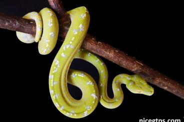 Pythons kaufen und verkaufen Photo: Morelia viridis pure Aru - highwhite