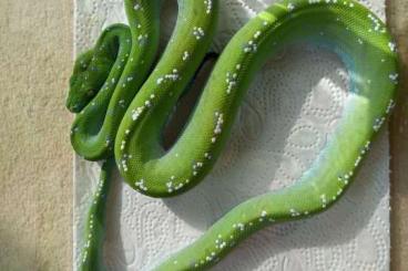 Pythons kaufen und verkaufen Foto: Morelia viridis pure Aru - highwhite CB 2022 and 2025