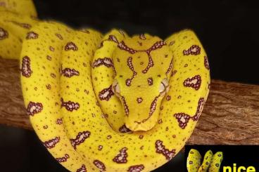 Pythons kaufen und verkaufen Photo: Morelia viridis pure Aru - highwhite CB 2022 and 2025 Pythons kaufen und verkaufen Photo: Morelia viridis pure Aru - highwhite CB 2022 and 2025