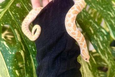 Colubrids kaufen und verkaufen Photo: Hakennasennatter Männchen Albino