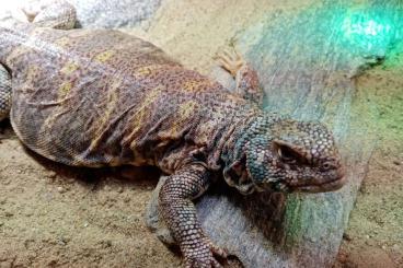 Agama kaufen und verkaufen Photo: Uromastyx ornata, I am looking Agama kaufen und verkaufen Photo: Uromastyx ornata, I am looking