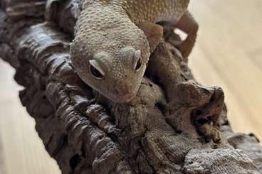 Geckos kaufen und verkaufen Foto: Leopardgecko Männchen ca. 7 Jahre alt