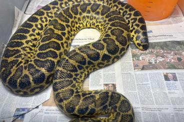 Schlangen kaufen und verkaufen Foto: 1.1. Paraguay-Anakondas (Eunectes notaeus) an guten Platz abzugeben Schlangen kaufen und verkaufen Foto: 1.1. Paraguay-Anakondas (Eunectes notaeus) an guten Platz abzugeben