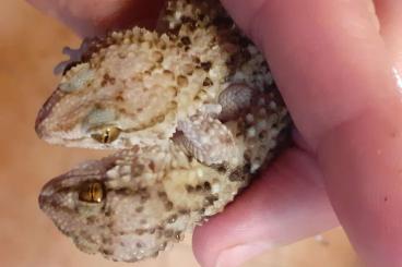 Geckos kaufen und verkaufen Foto: Sell Pachydactylus turneri  