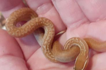 Snakes kaufen und verkaufen Photo: Boaedon capensis albino 2023