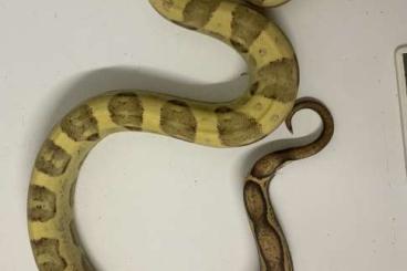 Boas kaufen und verkaufen Foto: Vpi Motley Jungle Albino 