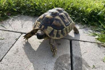 Tortoises kaufen und verkaufen Photo: Griechisch Dalmanitnische Landschildkröte Testudo hermanni boettgeri 