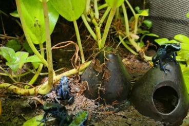 Poison dart frogs kaufen und verkaufen Photo: Tinctorius Koetari River 