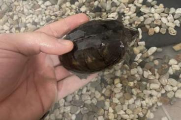 Sumpfschildkröten kaufen und verkaufen Foto: Verkaufe eine zwei Jahre Alte Wasserschildkröte 