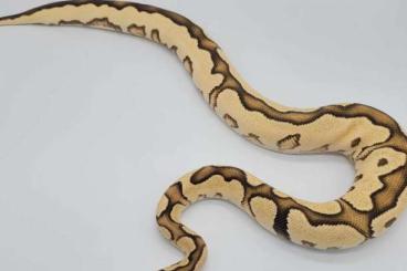 Ball Pythons kaufen und verkaufen Photo: 0.1 Fire orange dream yellow belly clown