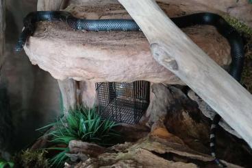 Nattern ungiftige kaufen und verkaufen Foto: Lampropeltis micropholis - schwarze Milchschlangen Nattern ungiftige kaufen und verkaufen Foto: Lampropeltis micropholis - schwarze Milchschlangen