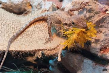 Other Agama kaufen und verkaufen Photo: Minor ZwergBartagame ca. Halbes Jahr alt nrw Other Agama kaufen und verkaufen Photo: Minor ZwergBartagame ca. Halbes Jahr alt nrw