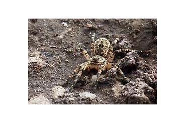 echte Webspinnen kaufen und verkaufen Foto:  Looking for/Suche Lycosa singoriensis