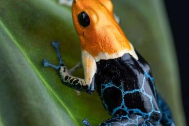 Poison dart frogs kaufen und verkaufen Photo: Searching Ranitomeya True Nominal 