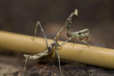 Insekten kaufen und verkaufen Foto: isomantis domingensis / Mantiden Insekten kaufen und verkaufen Foto: isomantis domingensis / Mantiden