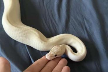Pythons kaufen und verkaufen Foto: Ivory Royal Python Snake ready for a lovely home 