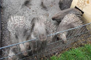 Exotische Säuger kaufen und verkaufen Foto: Stachelschweine abzugeben
