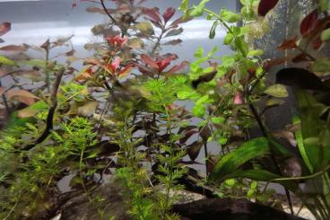 ornamental fish kaufen und verkaufen Photo: Baby Guppy Guppies Männchen Weibchen 