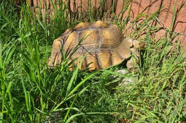 Landschildkröten kaufen und verkaufen Foto: Bieten Spornschildkröten Männchen zum Verkauf