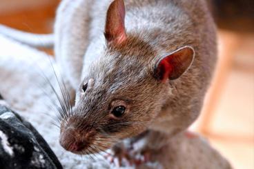 Exotic mammals kaufen und verkaufen Photo: Suche Gambia Riesenhamsterratte 