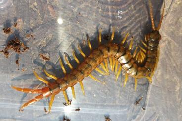 Myriapoda kaufen und verkaufen Photo: Für Weinstadt oder Versand Myriapoda kaufen und verkaufen Photo: Für Weinstadt oder Versand